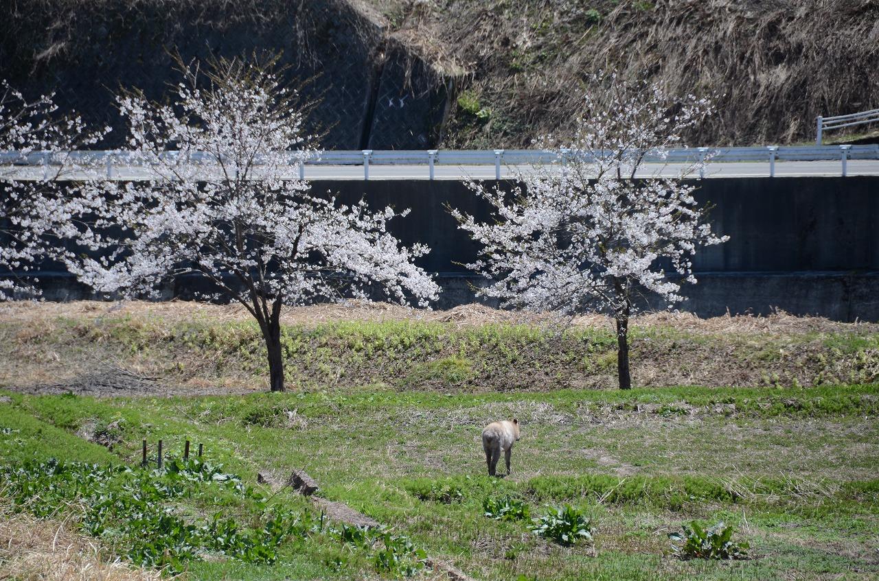 桜並木の間を1頭のカモシカが歩いている写真