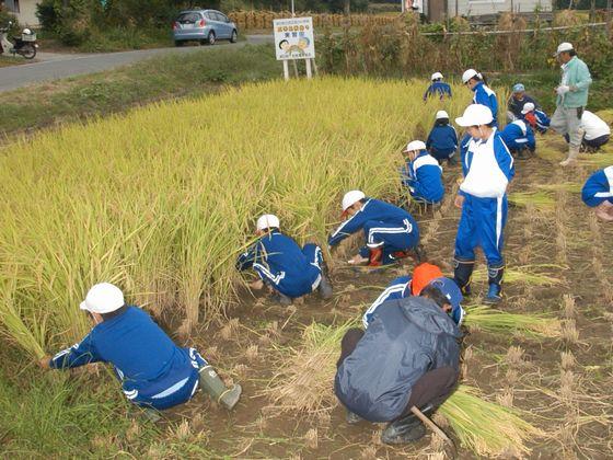 松程地区にある実習田で鎌を使ってもち米の稲刈りを行う西五百川小学校5年生の児童たちの写真