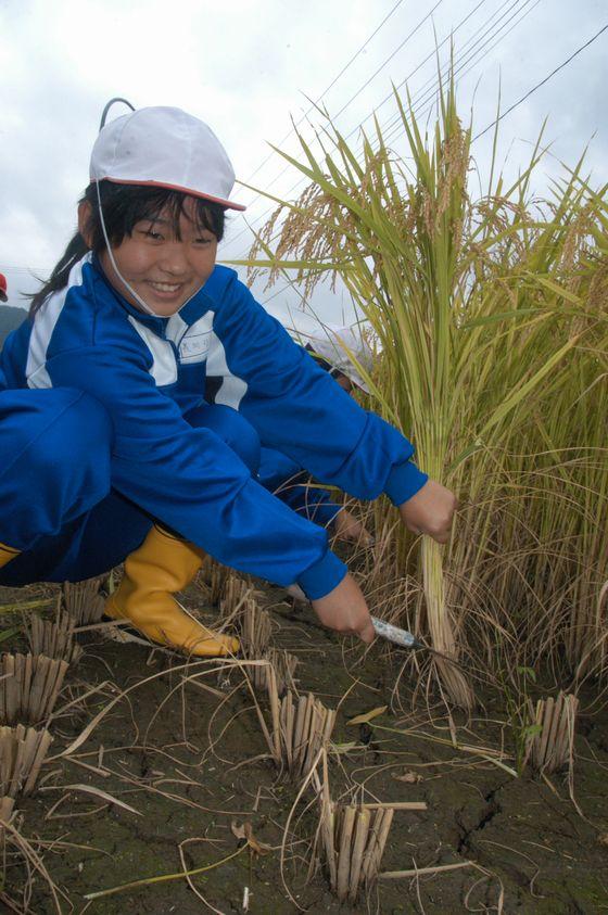 もち米の稲を刈りとる女児児童の写真