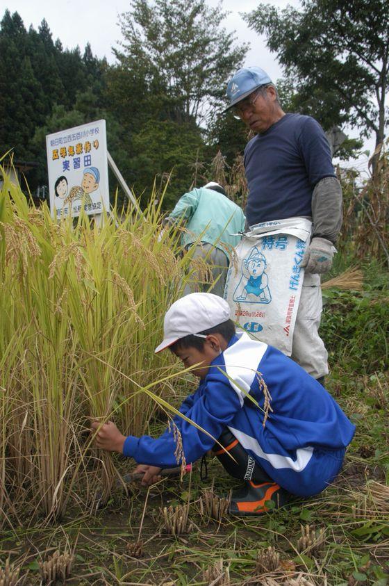もち米の稲を刈りとる男児児童とその様子を見つめる講師の写真