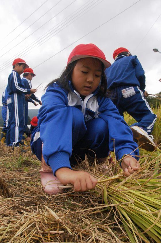 刈り取った稲を束ねている女児児童の写真