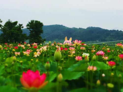 ハスの花畑からウサヒ