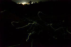 高田地区で撮影された、ホタルの光が軌跡を描いている写真