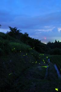 夕暮れ時に、たくさんのホタルが緑色の光を放っている様子の写真