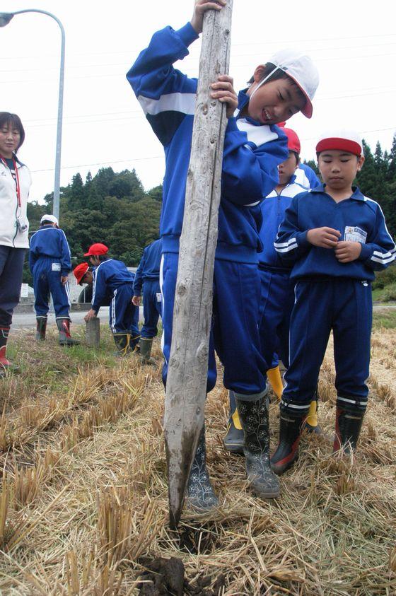 田んぼにあけた穴に稲杭を差し込む女児児童と見つめる児童たちと女性教師の写真