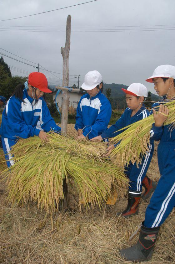 田んぼに差した稲杭に稲を乗せていく児童たちの写真