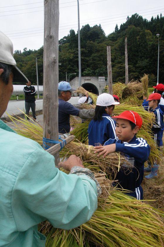 田んぼに差した稲杭に交互に稲を乗せていく児童たちと講師たちの写真