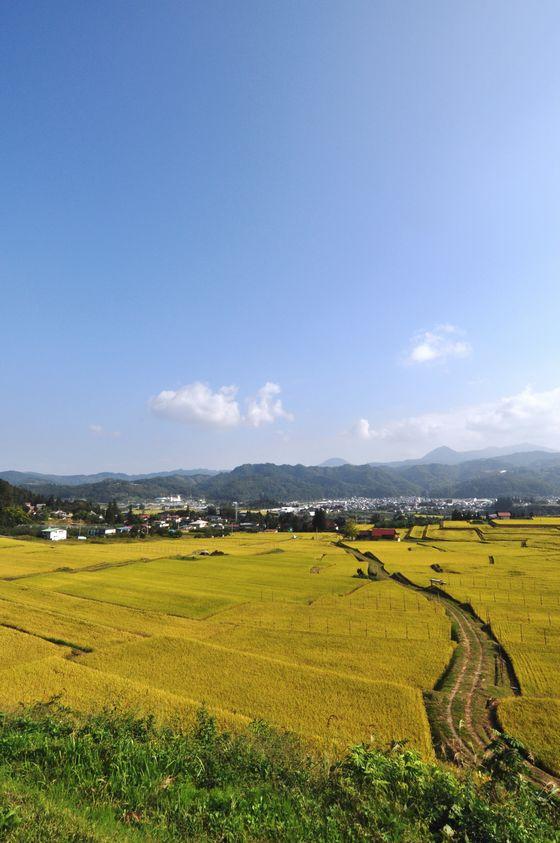 青空の下 稲刈りを直前に控えた椹平の棚田が広がる風景の写真2