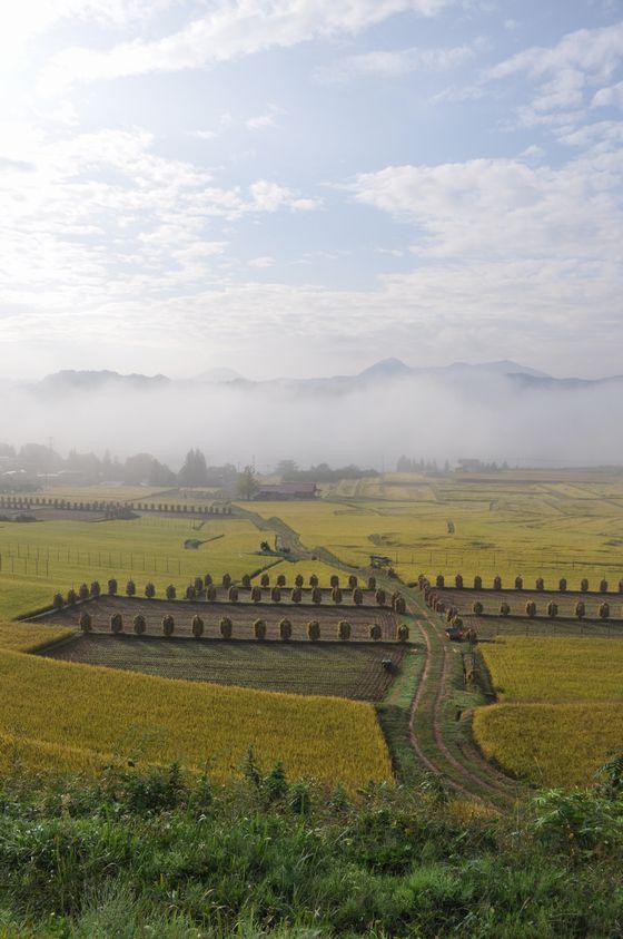 平成21年10月2日の朝の椹平の棚田の様子の写真