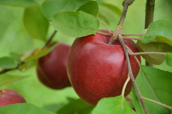 赤いりんご(ジェネバ)が木になっている写真1