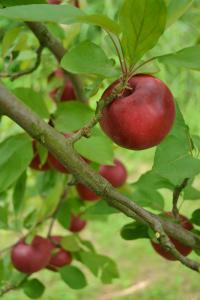 赤いりんご(ジェネバ)が木になっている写真2