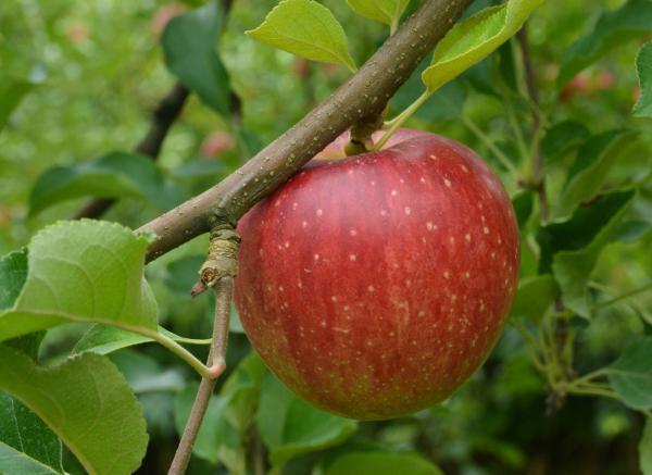 赤い実のりんご(つがる)が木に生っている写真1