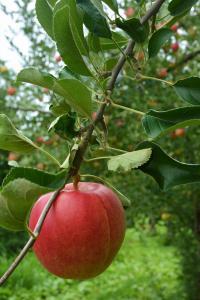 赤い実のりんご(つがる)が木に生っている写真2