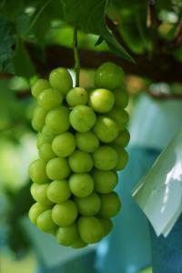 薄い緑色の実をつけたブドウ(シャインマスカット)の写真2
