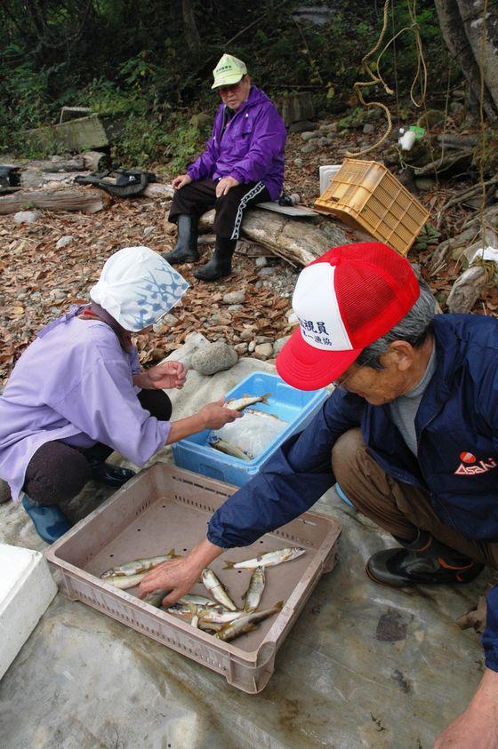 この日とれた魚の写真