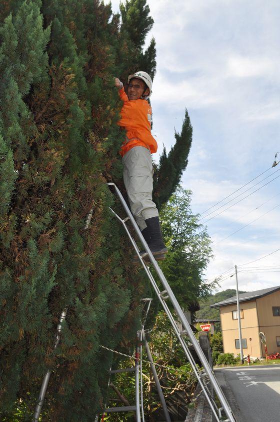 道路の横で植木の手入れを行う職人さんの写真