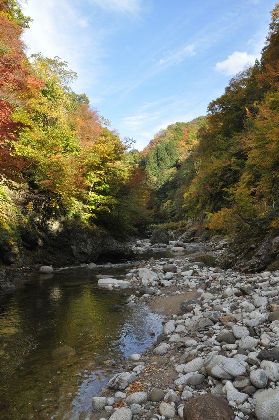 紅葉の朝日川渓谷の様子の写真