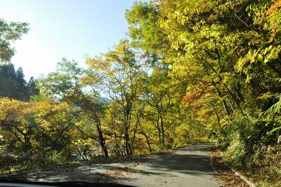 紅葉の回廊が続く様子の写真