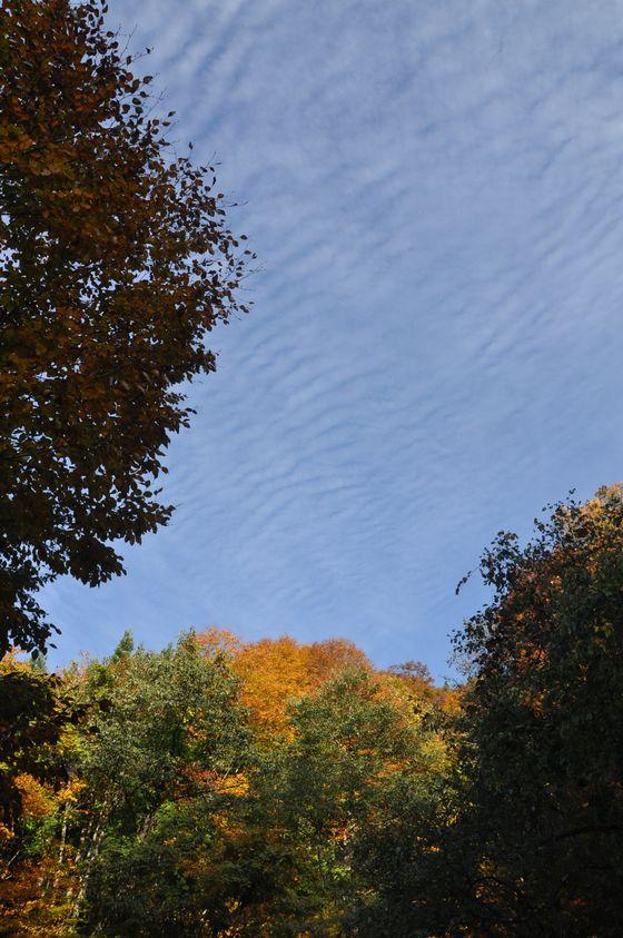 空を見渡すと秋の雲が広がっている様子の写真