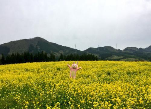 水本の菜の花畑