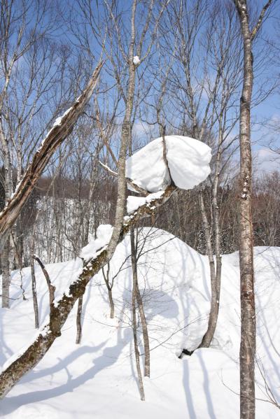 木の上に残った雪塊の写真