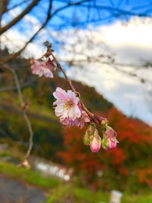 八ツ沼の十月桜の写真