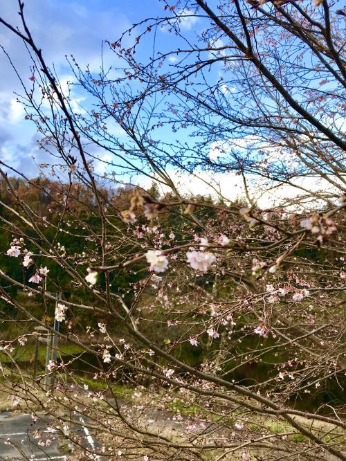 春日沼の駐車場付近の十月桜の写真