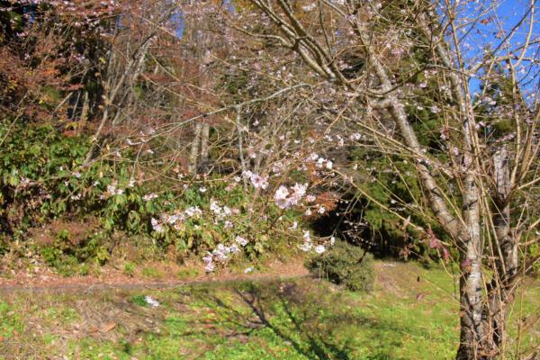 桜の写真