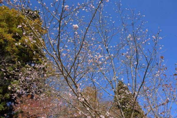 桜が花をつけている写真