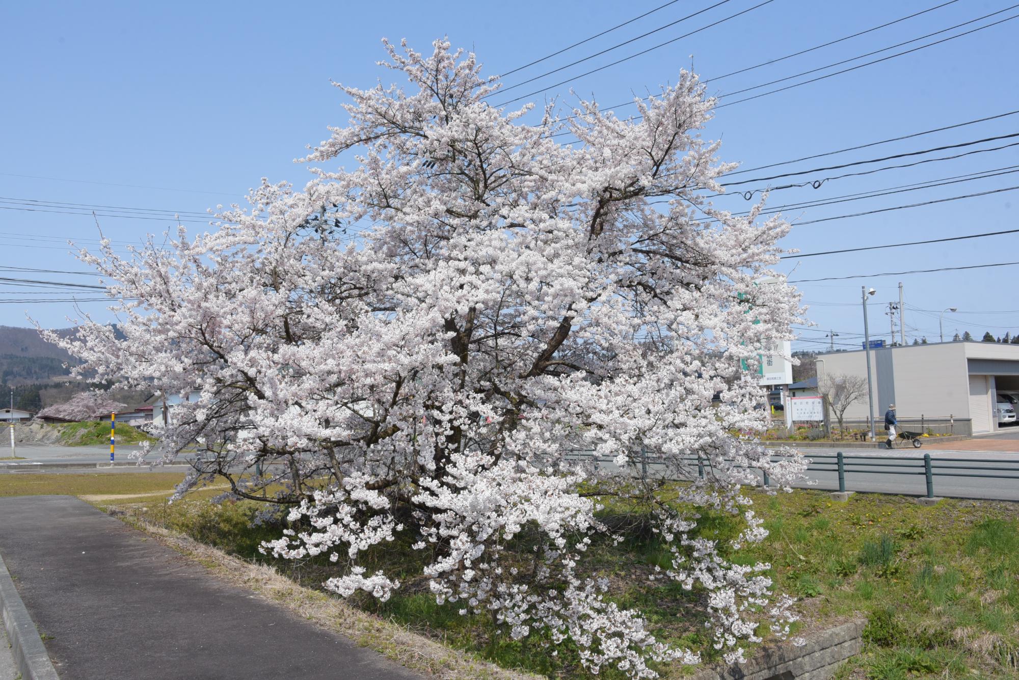 創遊館駐車場付近の桜