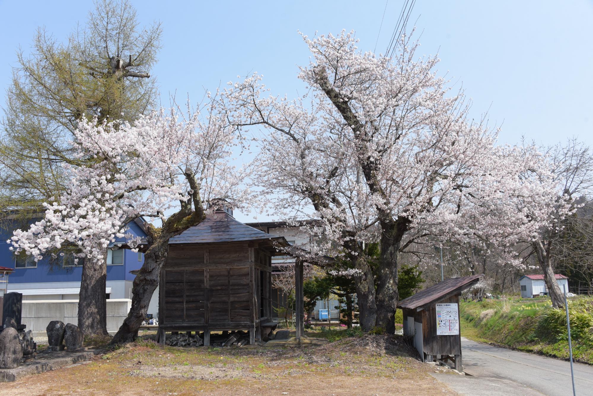 四ノ沢地区の桜