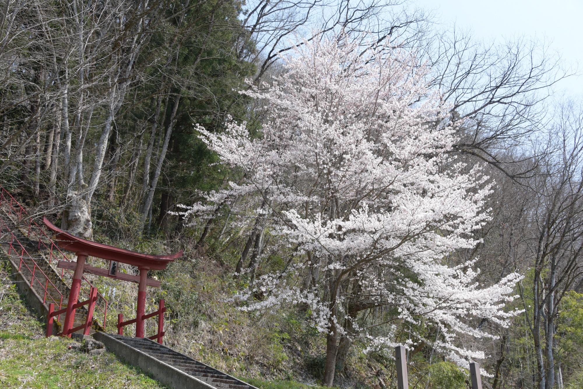 古槇地区の桜