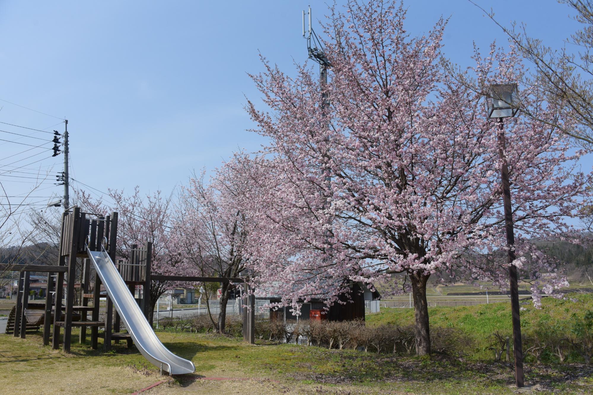 北部公民館の桜と滑り台