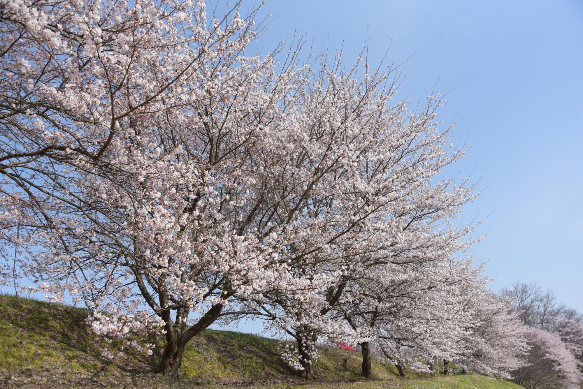 北部公民館周辺の桜並木