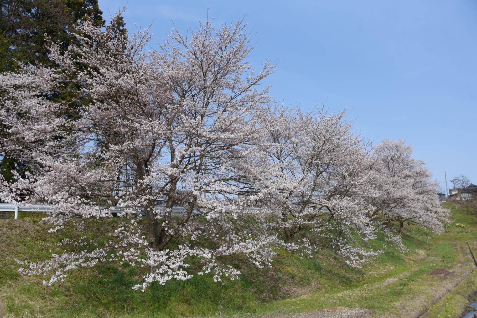 大谷第2区の桜