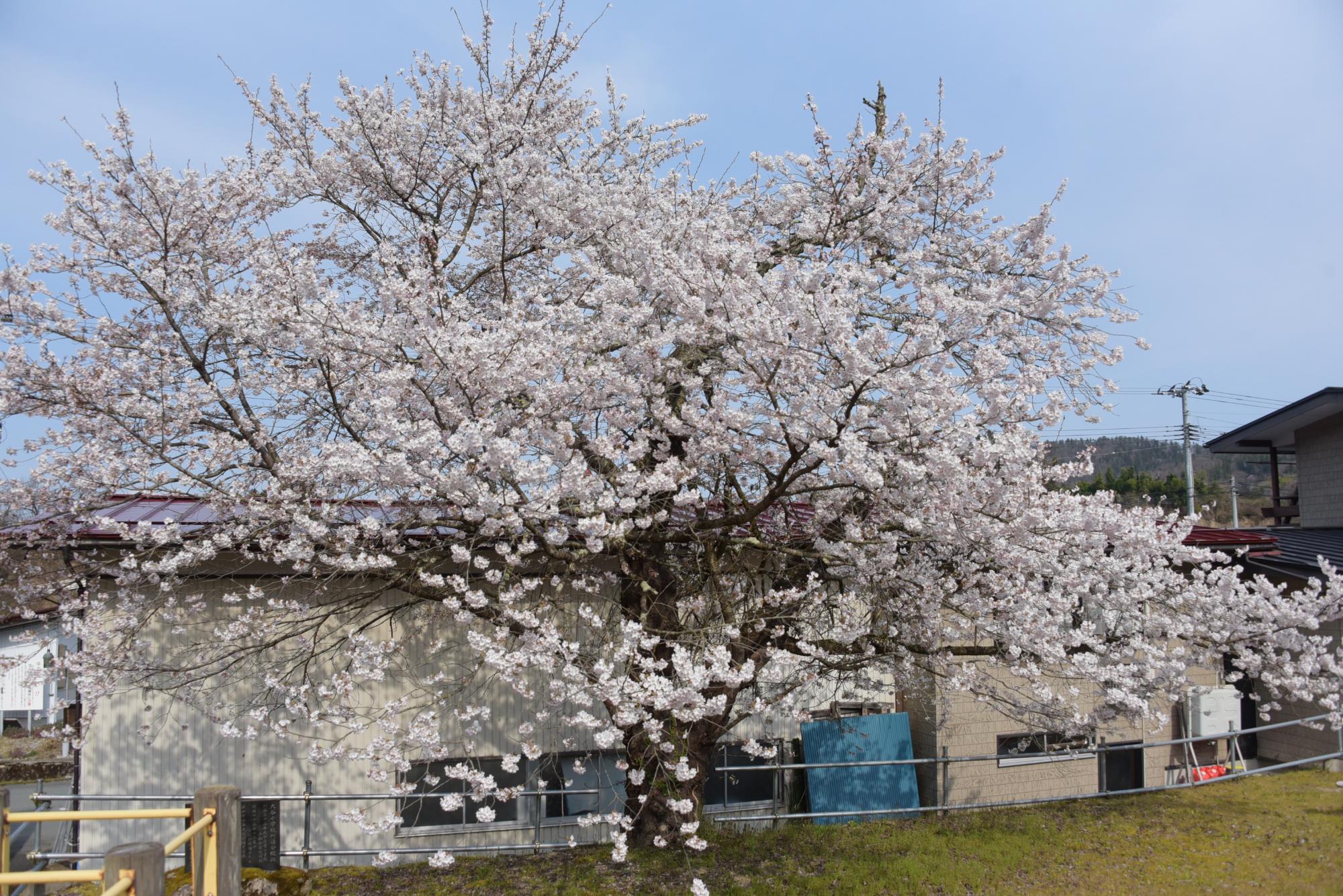 川通農村公園の桜
