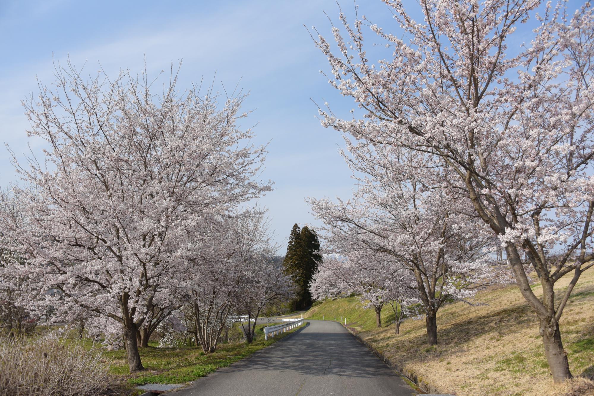 西部公民館の桜並木