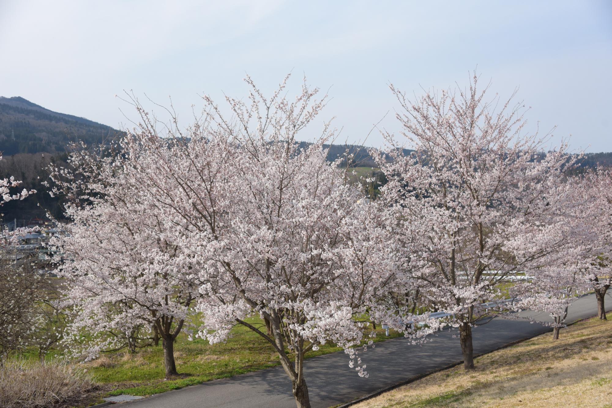 西部公民館の桜並木2