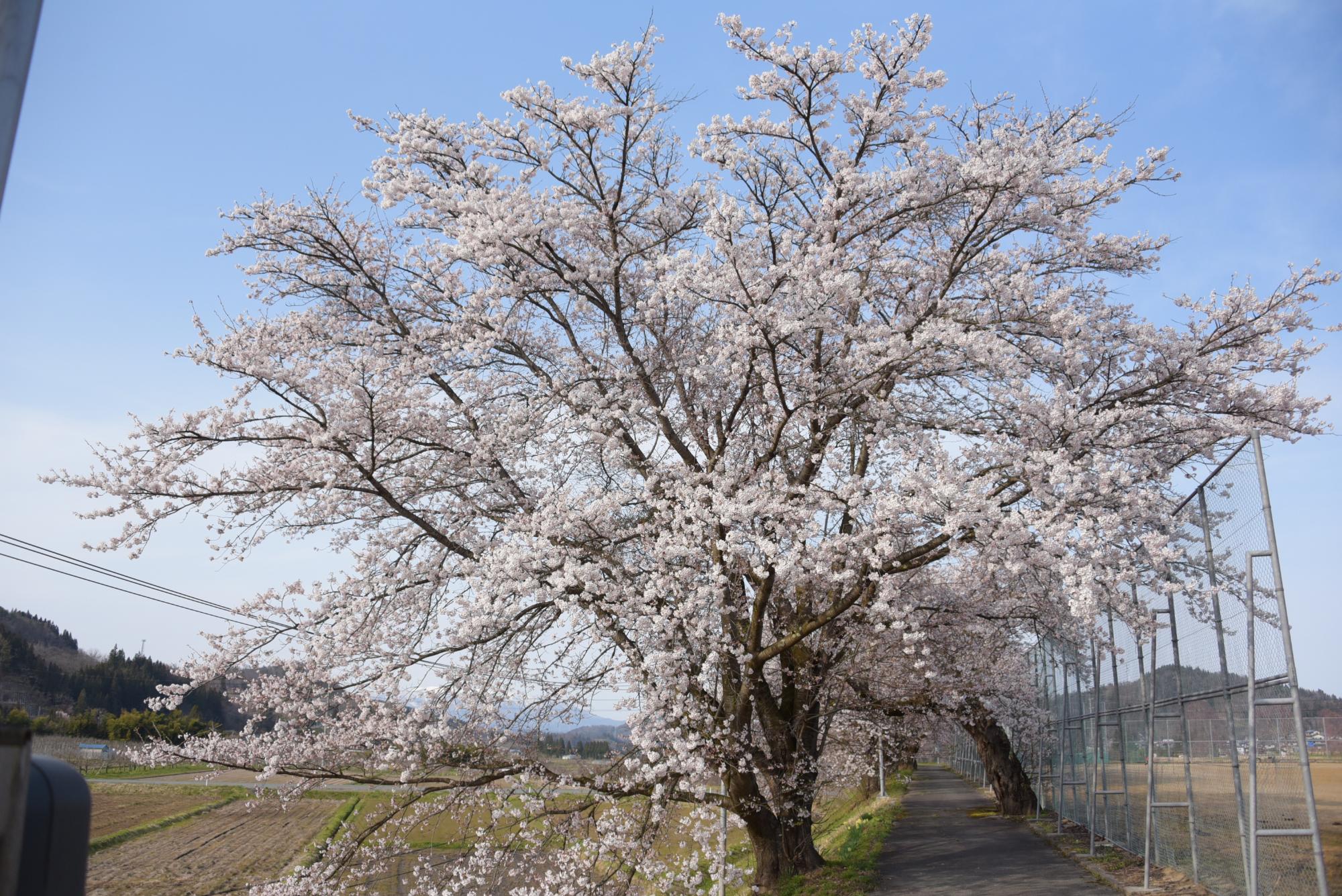 四ノ沢区の緑が丘公園の桜