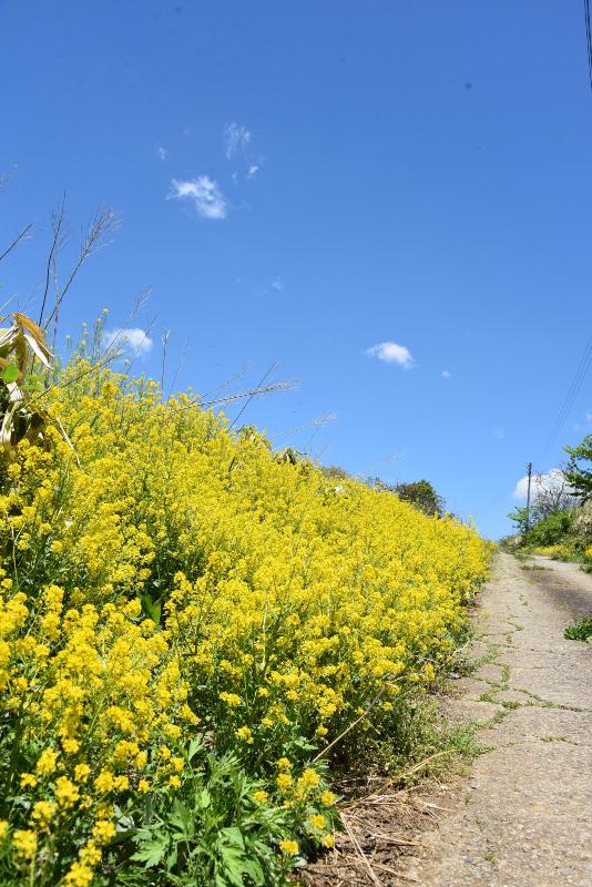 菜の花と道