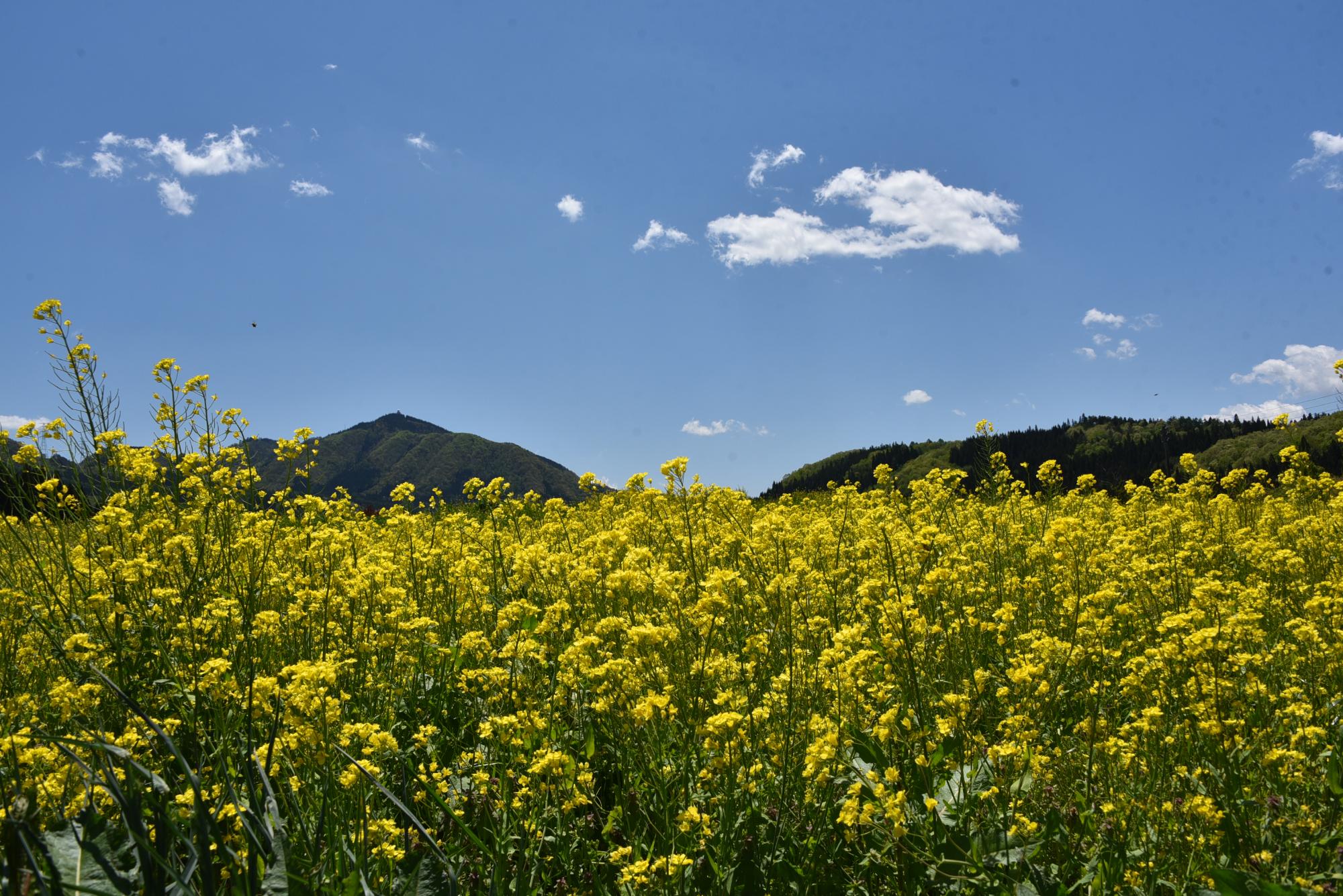 青空と山と菜の花