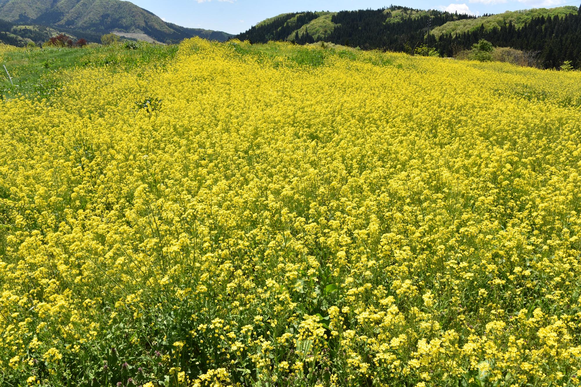 一面の菜の花