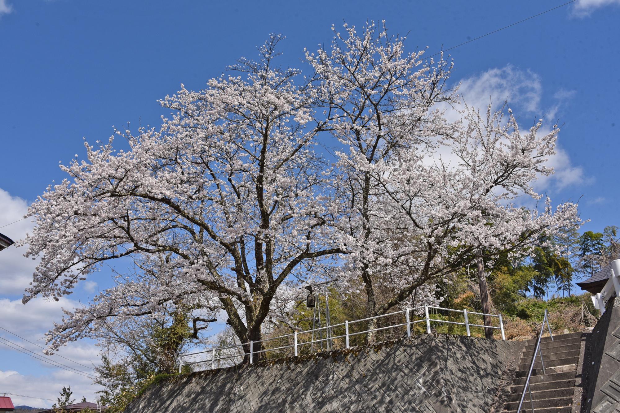 前田沢公民館の桜