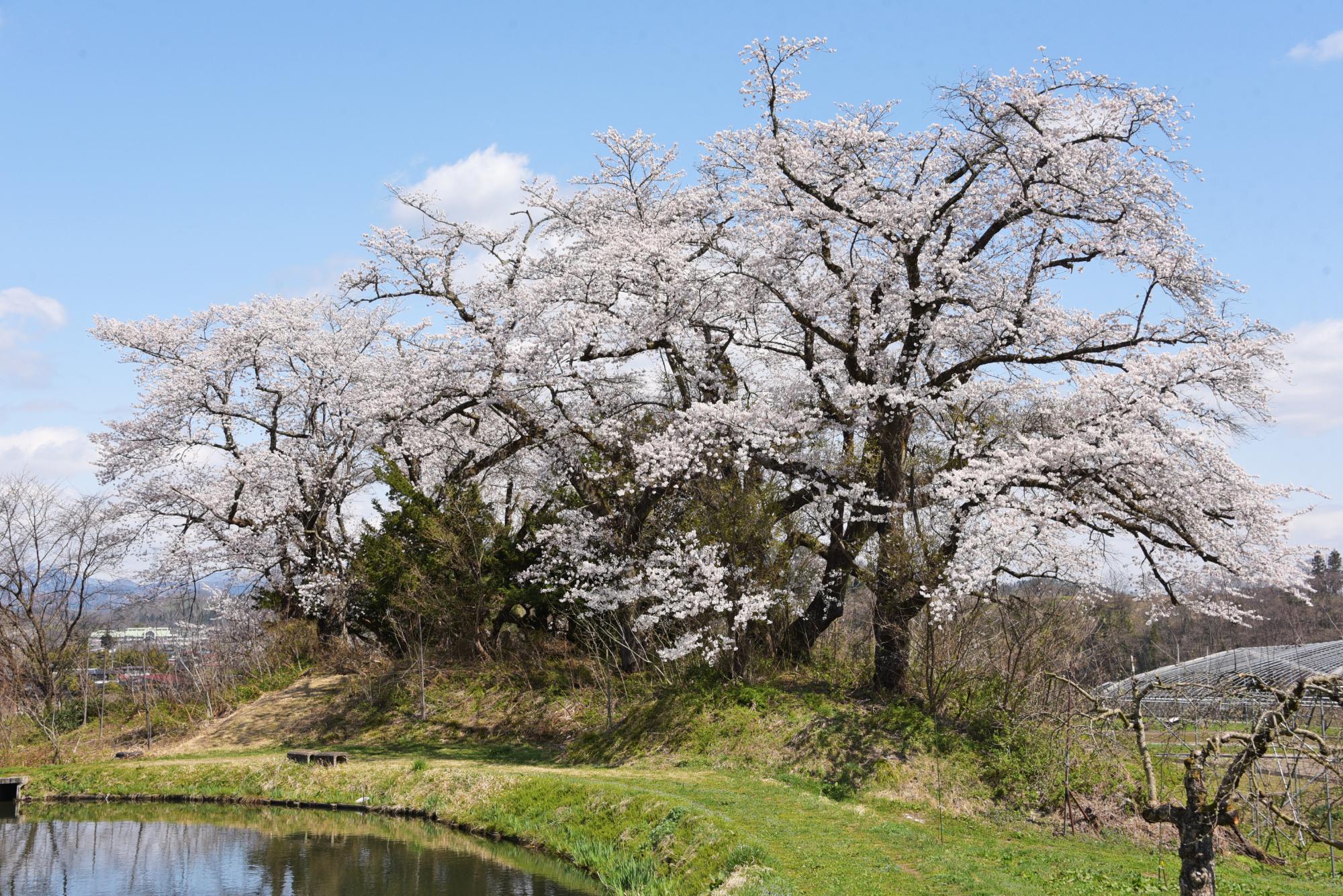 桜堤の桜