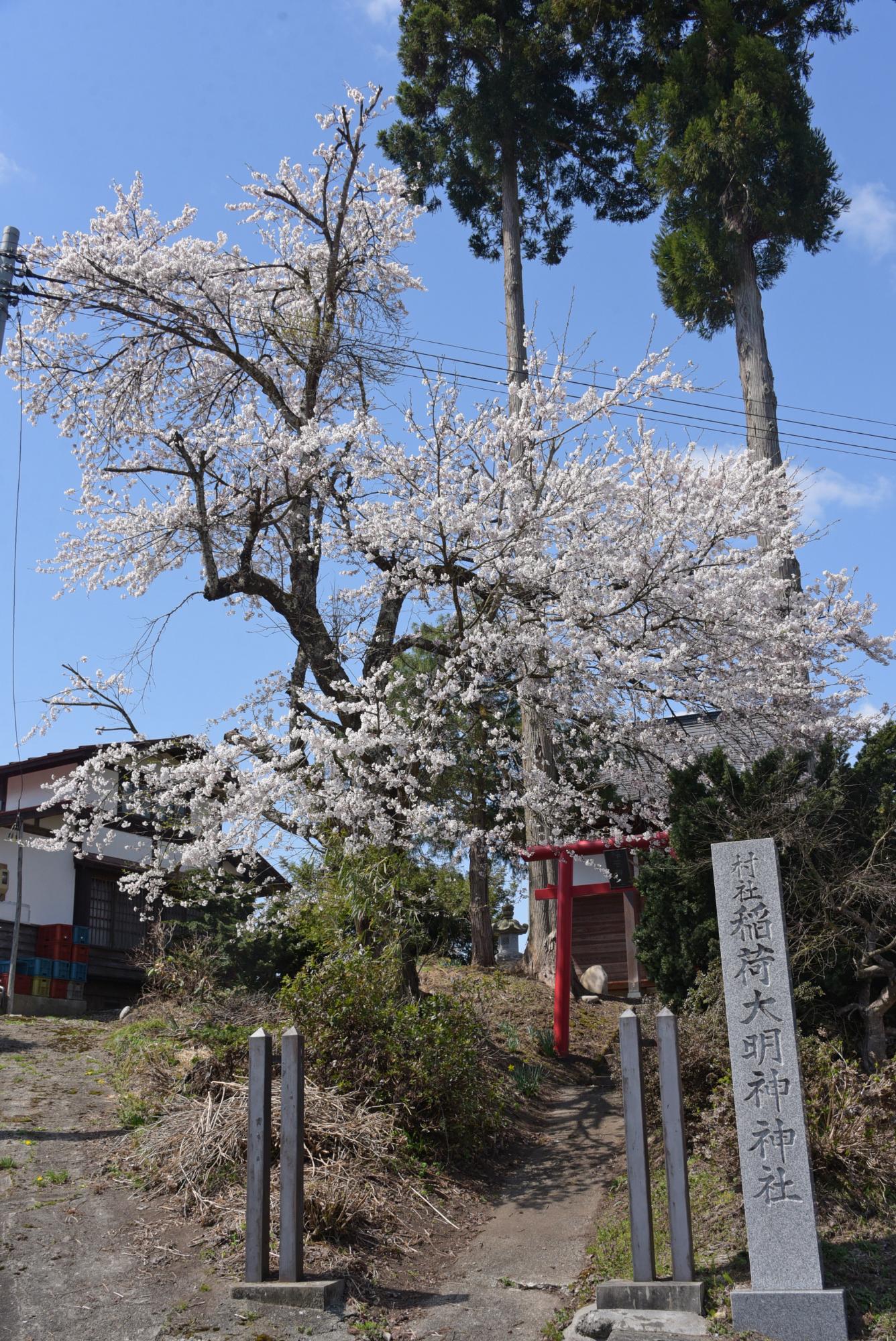 稲荷大明神神社の桜