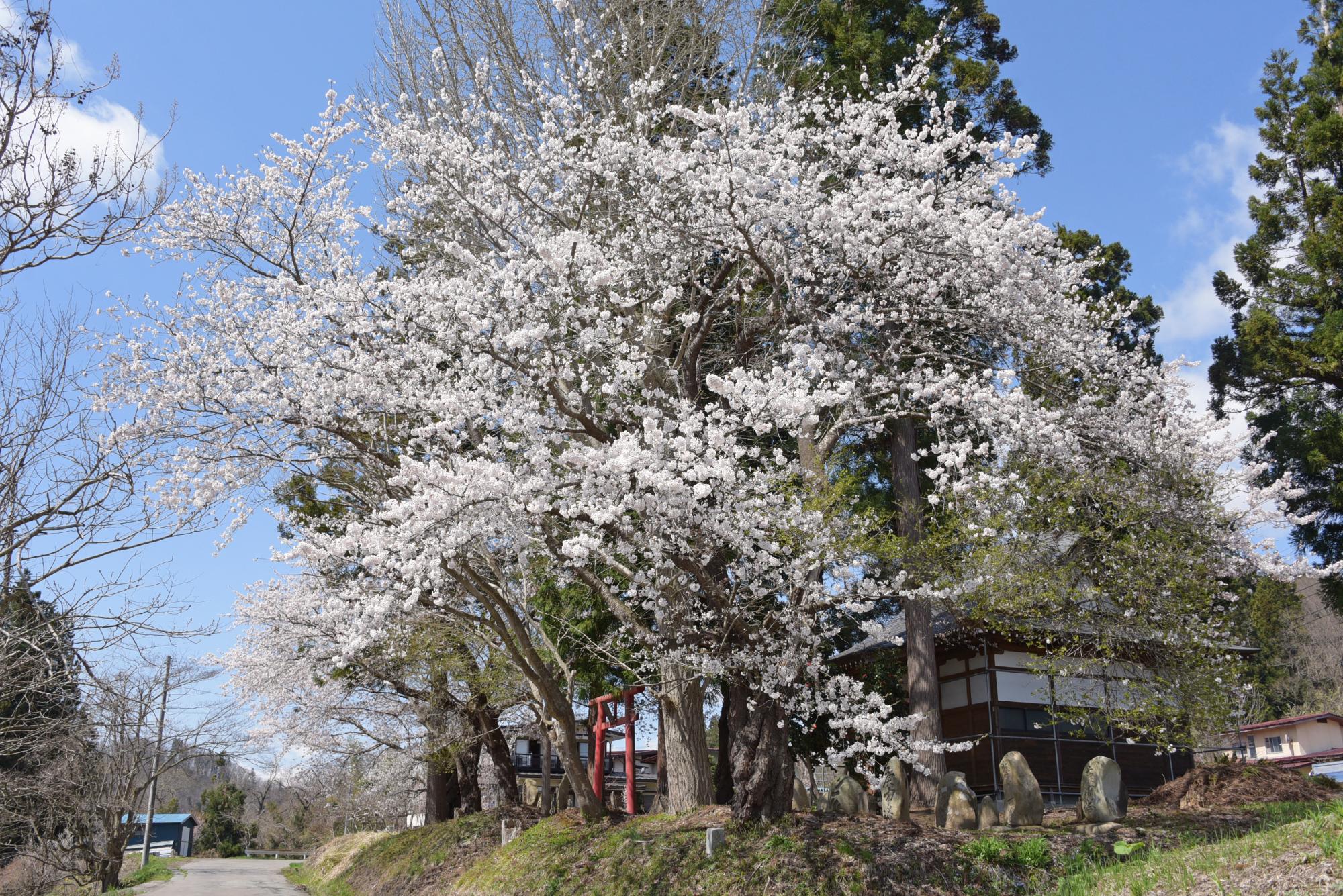 加茂神社の桜