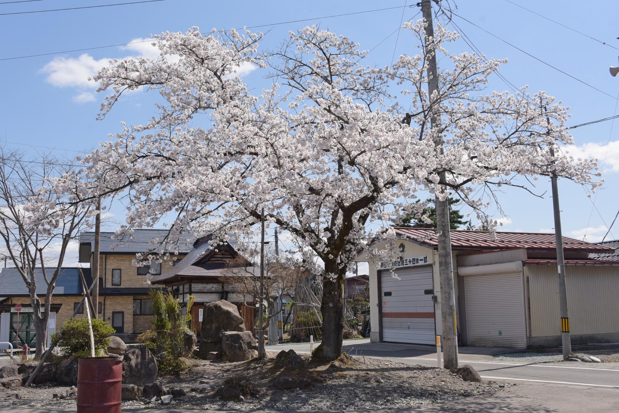 往来館の桜