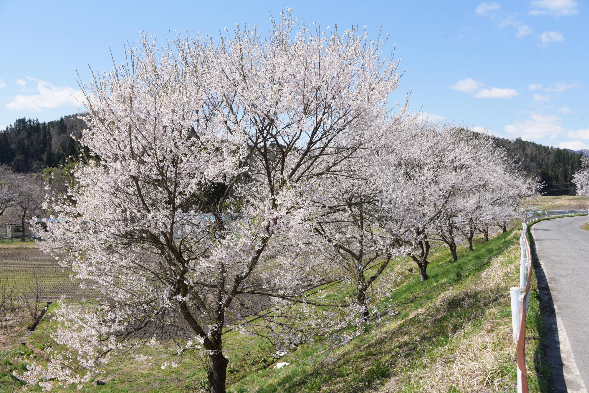 JA寒河江西村山大谷支所がある通りの桜並木