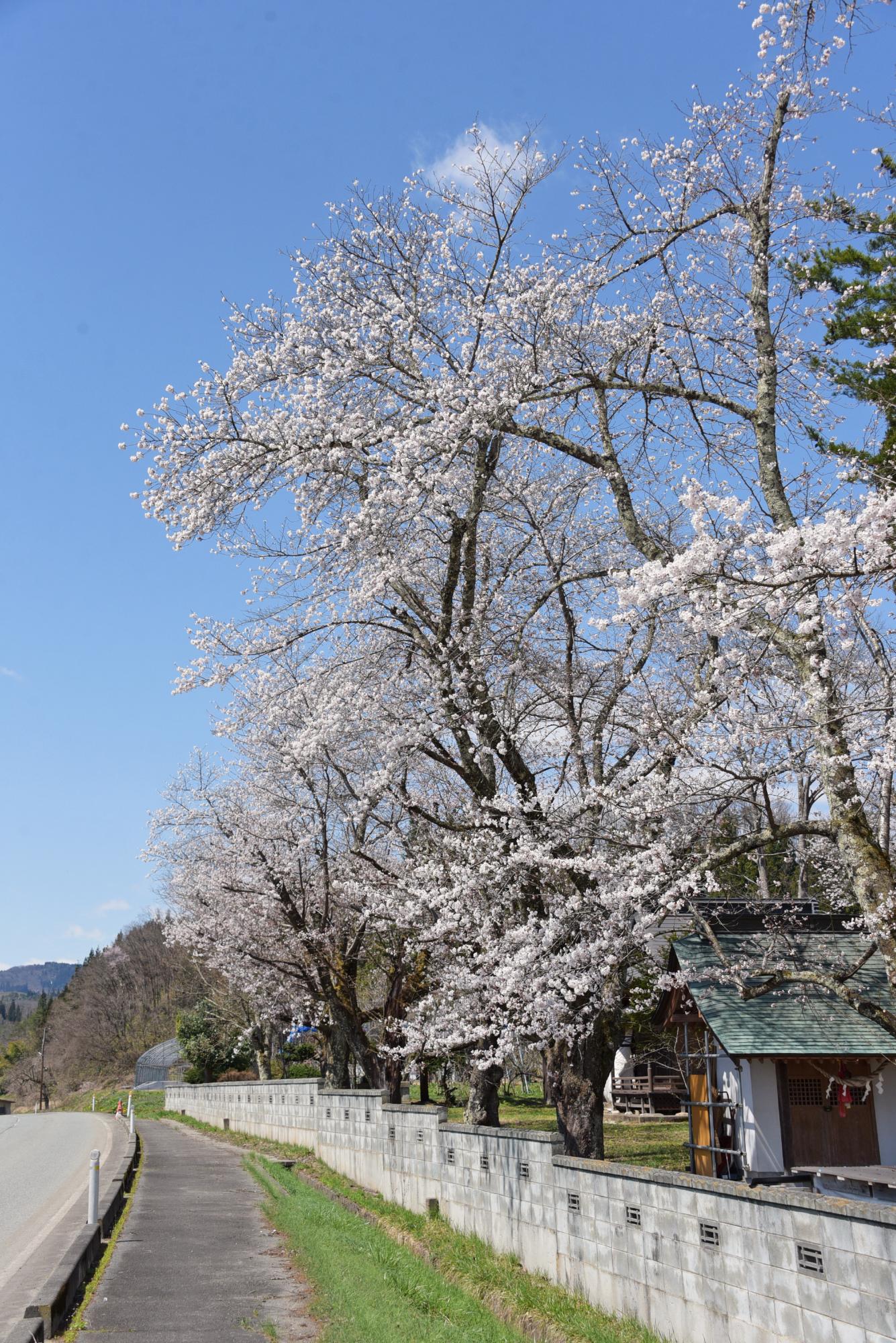 白山神社の桜