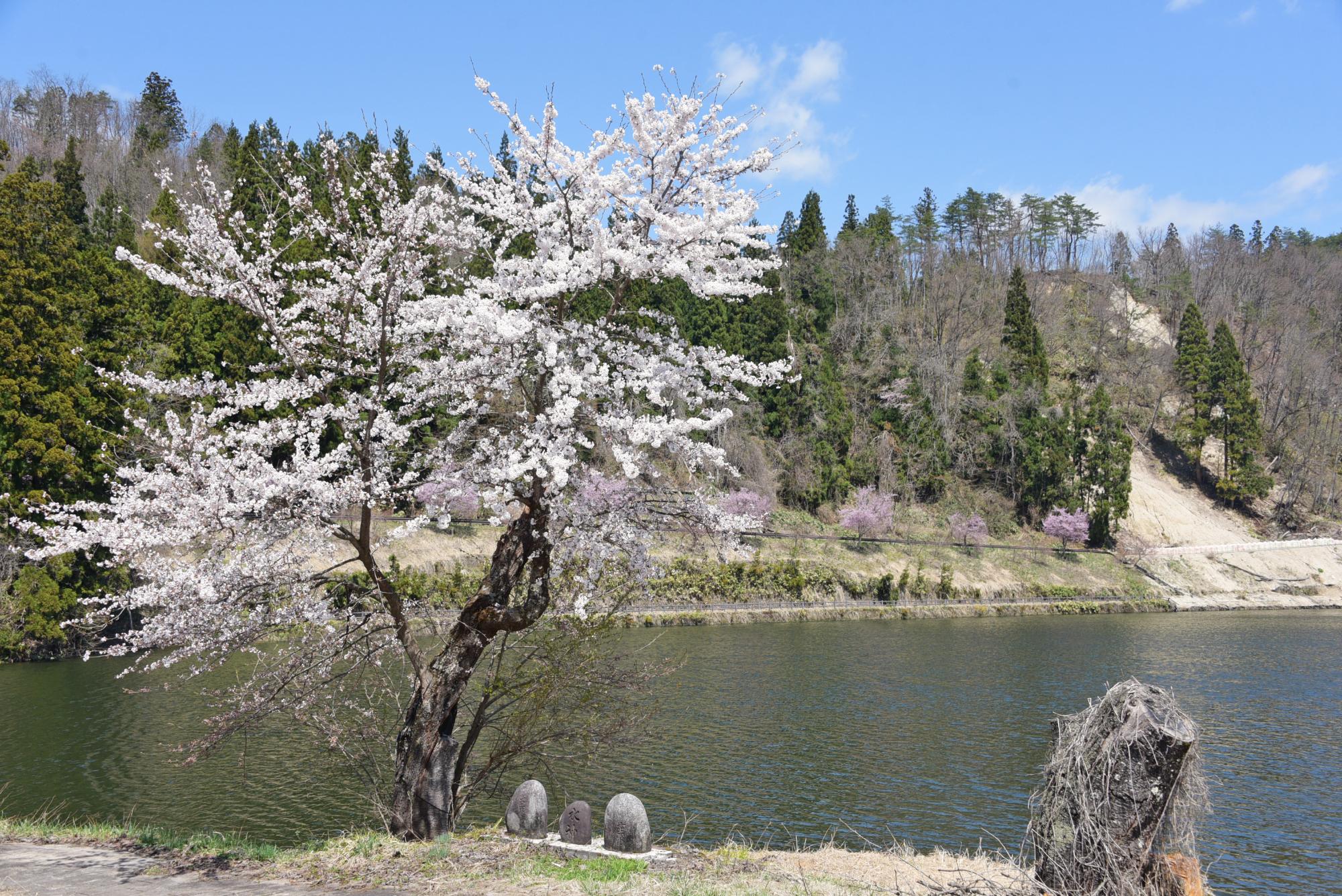 春日沼の桜